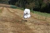 BICHON FRISE 019